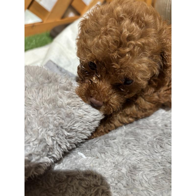 販売中の沖縄県のトイプードル-446362の3枚目