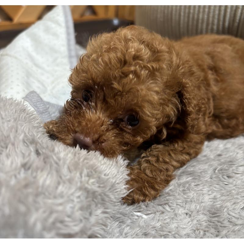 販売中の沖縄県のトイプードル-446362の2枚目