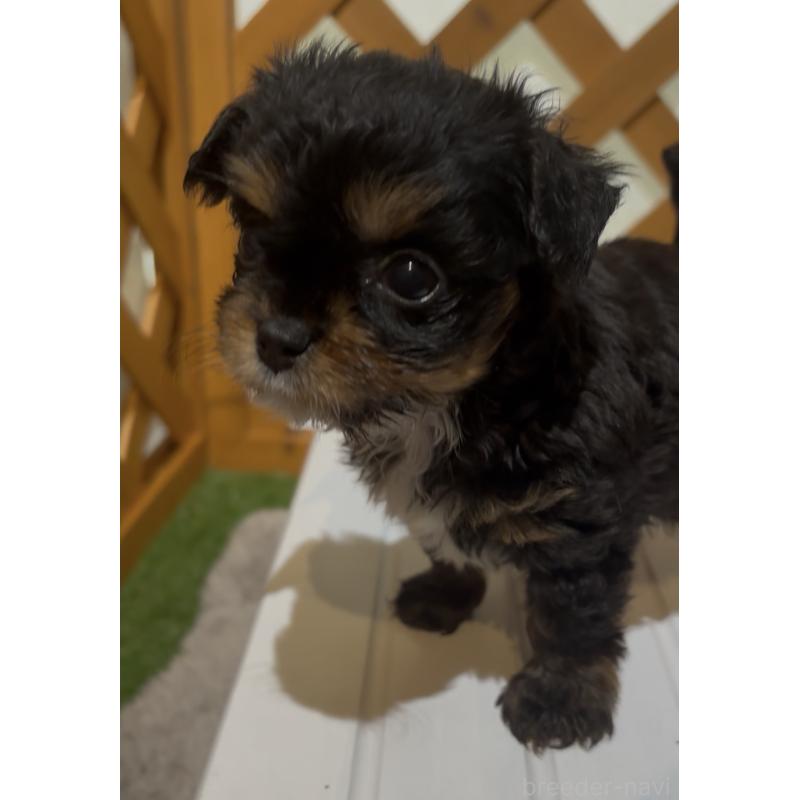 販売中の沖縄県のチワプー:チワワ×トイプードル-446363の7枚目