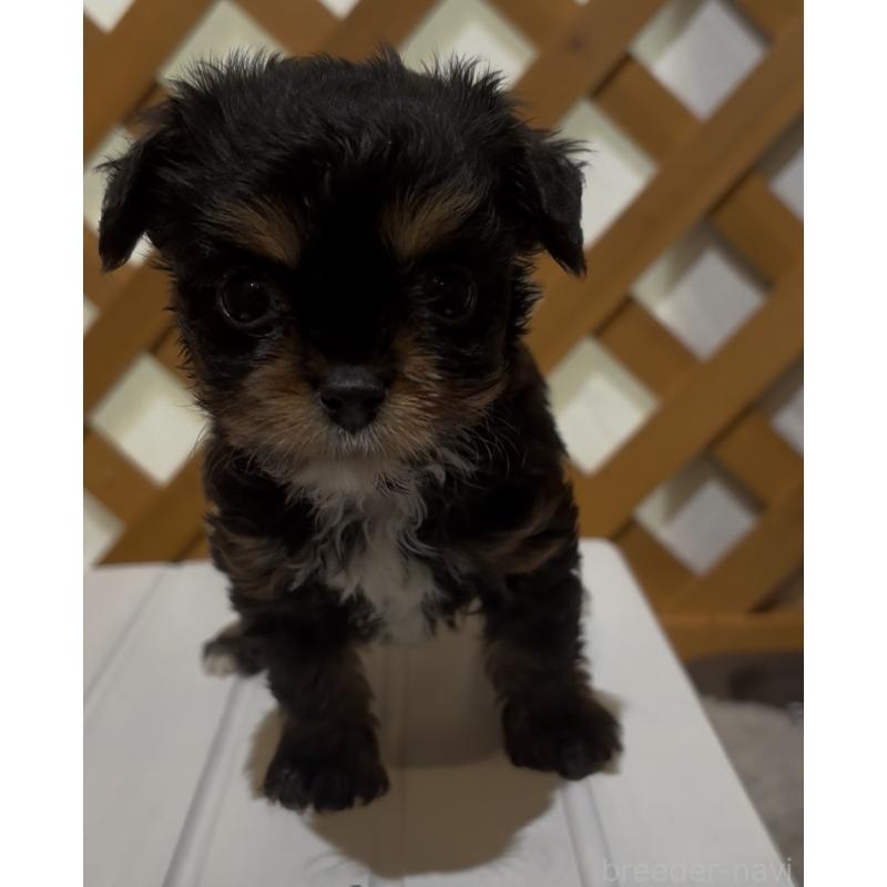 販売中の沖縄県のチワプー:チワワ×トイプードル-446363の6枚目