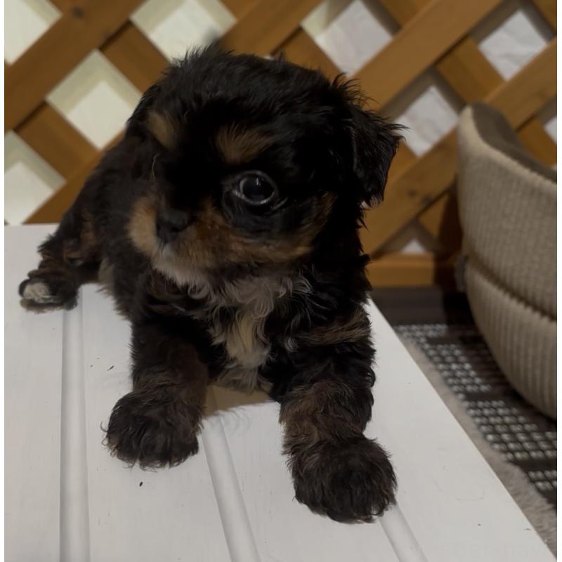 販売中の沖縄県のチワプー:チワワ×トイプードル-446363の5枚目