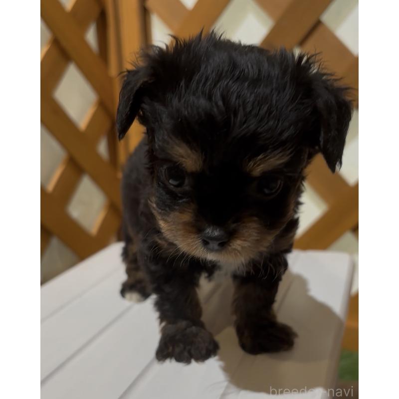 販売中の沖縄県のチワプー:チワワ×トイプードル-446363の4枚目