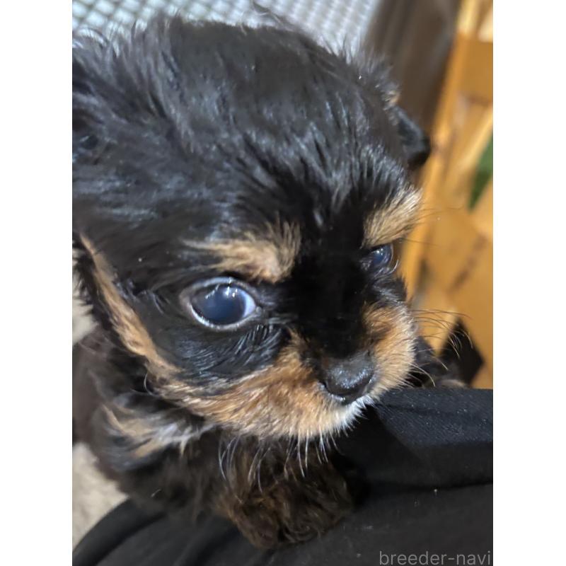 販売中の沖縄県のチワプー:チワワ×トイプードル-446363の3枚目