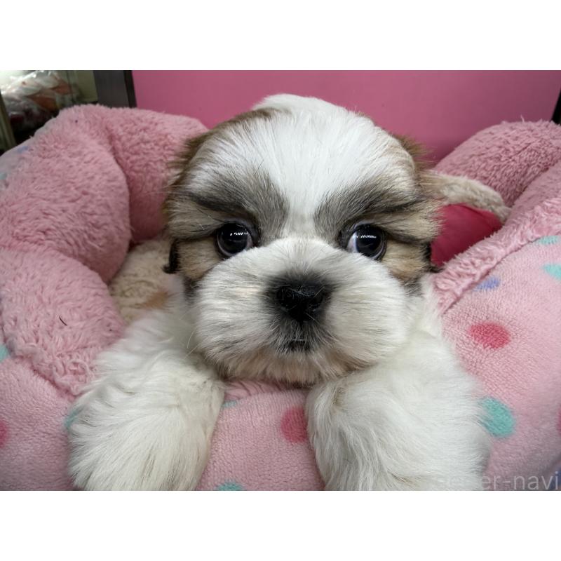 販売中の東京都のシーズー-443498