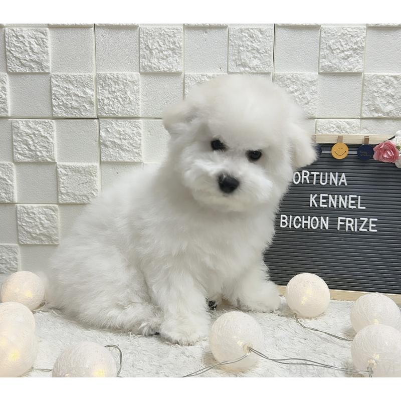 販売中の福岡県のビションフリーゼ-446365の2枚目