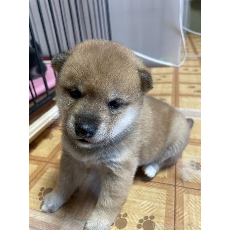 販売中の茨城県の柴犬-446368の3枚目