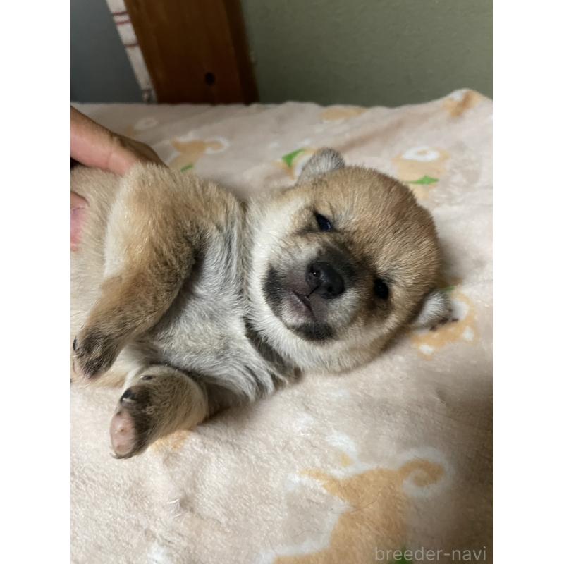 販売中の茨城県の柴犬-446368の2枚目