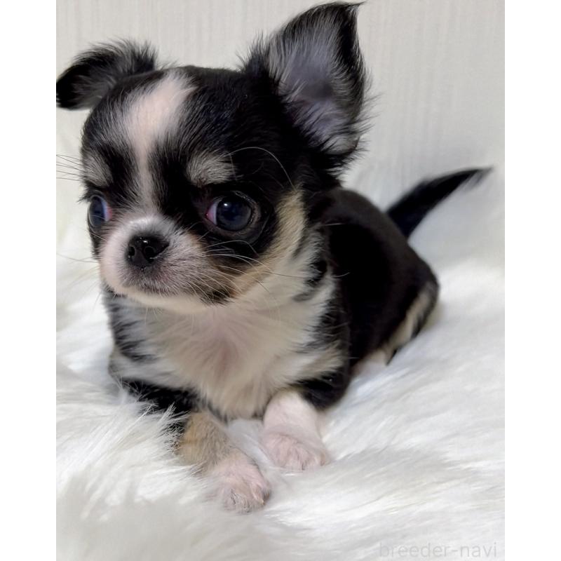 販売中の広島県のチワワ(ロングコート)-446366の9枚目