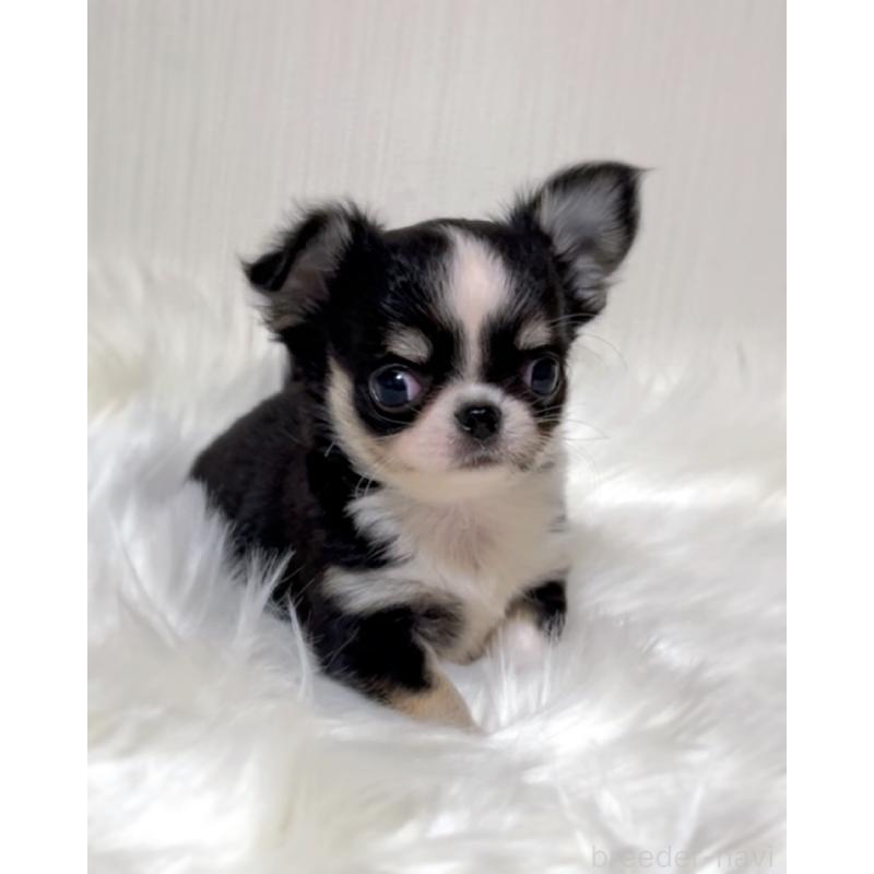 販売中の広島県のチワワ(ロングコート)-446366の6枚目