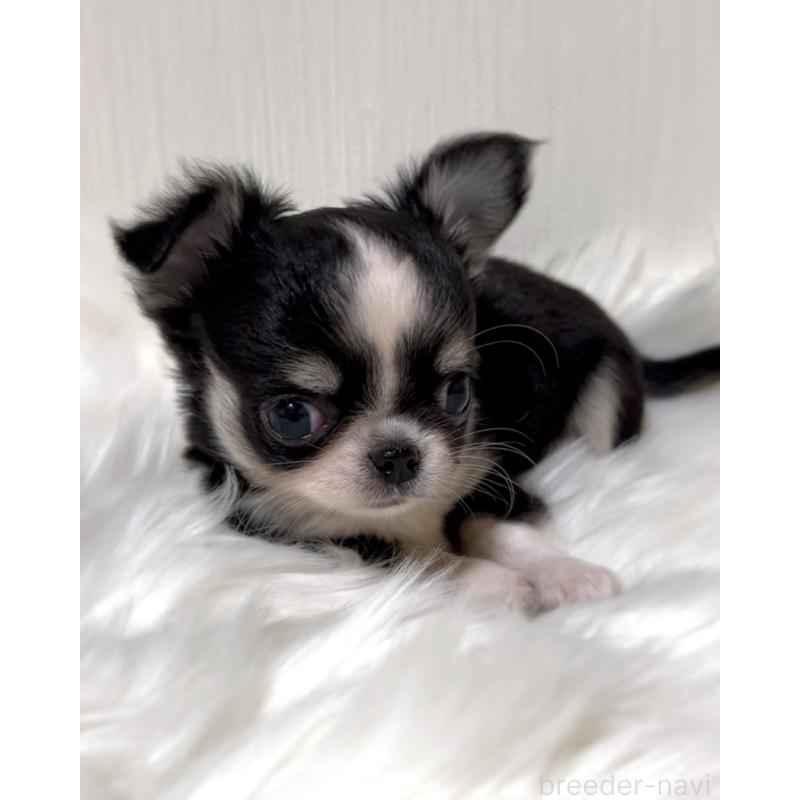 販売中の広島県のチワワ(ロングコート)-446366の5枚目