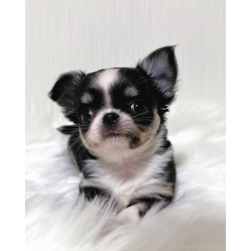 販売中の広島県のチワワ(ロングコート)-446366の4枚目