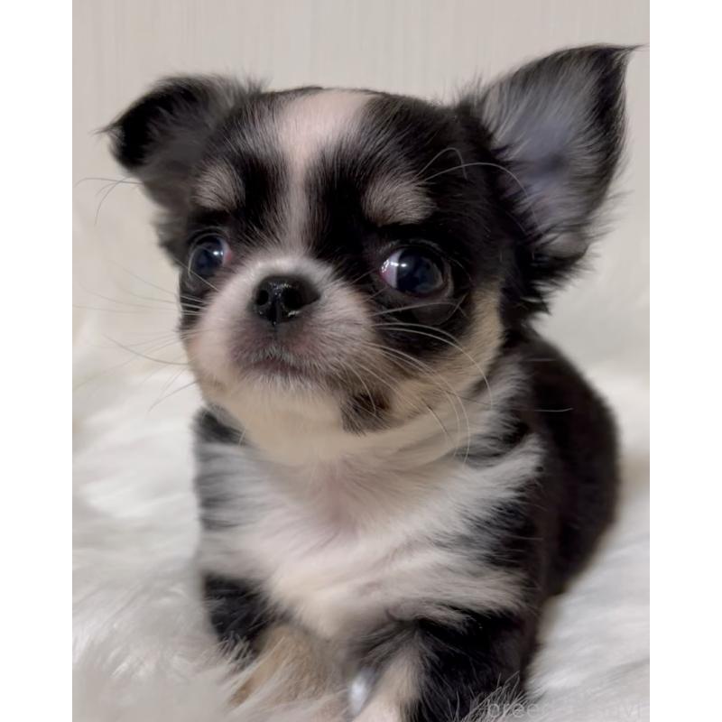 販売中の広島県のチワワ(ロングコート)-446366の3枚目