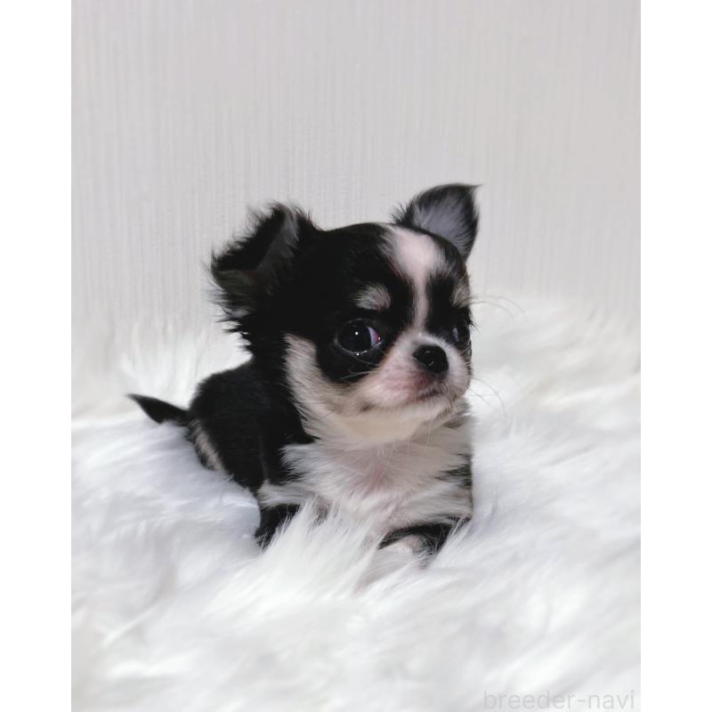 販売中の広島県のチワワ(ロングコート)-446366の2枚目