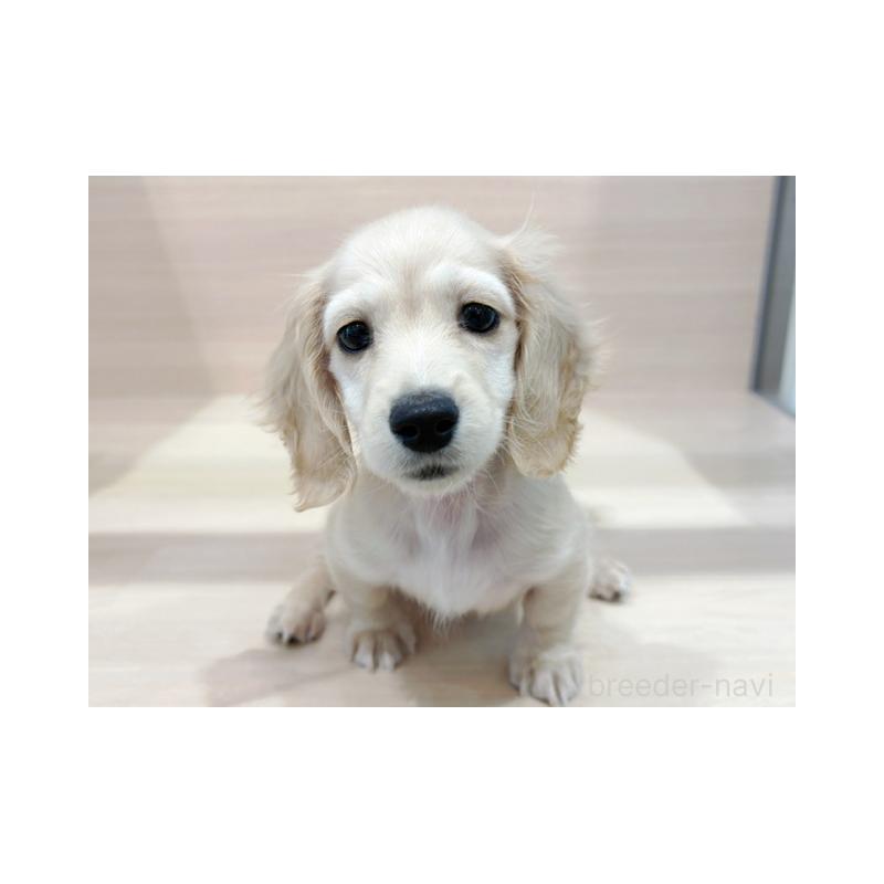 販売中の東京都のミニチュアダックスフンド(ロングヘアード)-440542