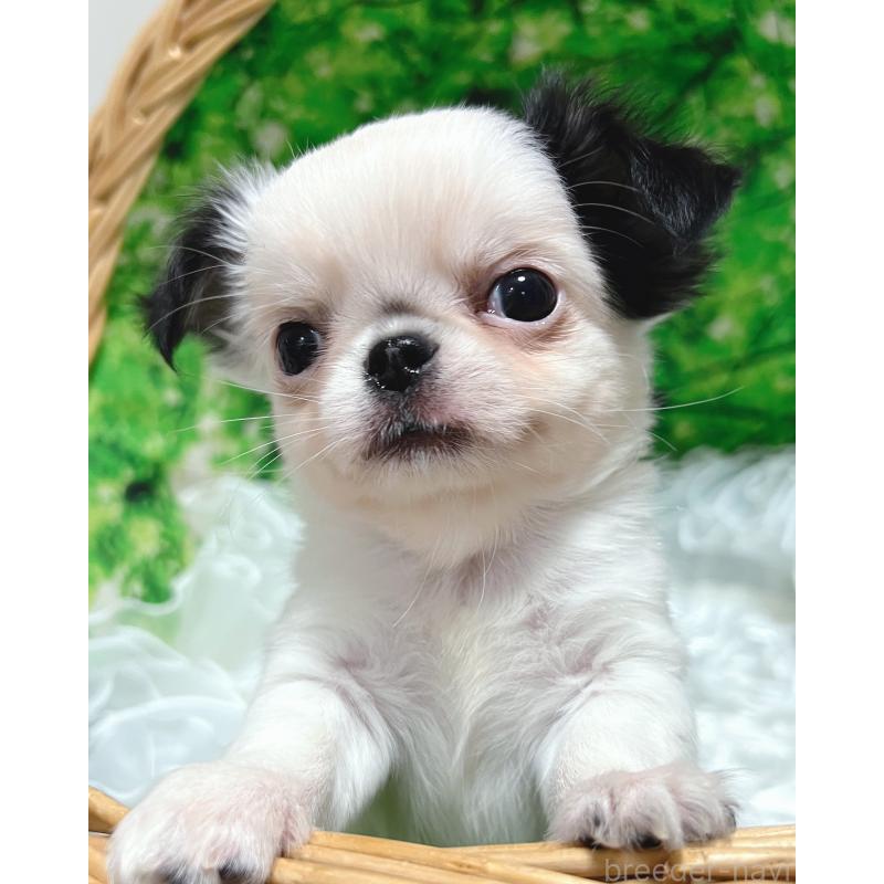 販売中の広島県のチワワ(ロングコート)-446367の9枚目