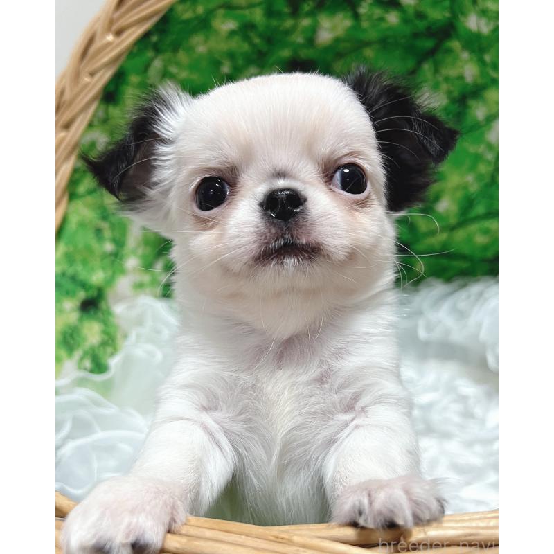 販売中の広島県のチワワ(ロングコート)-446367の8枚目