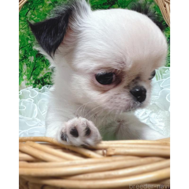 販売中の広島県のチワワ(ロングコート)-446367の7枚目