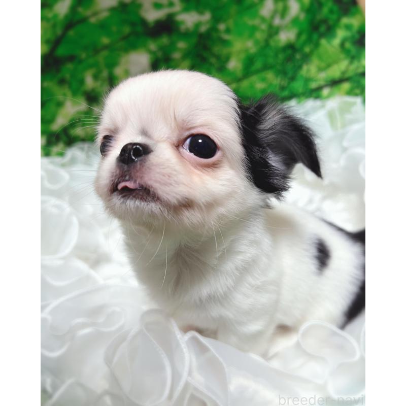 販売中の広島県のチワワ(ロングコート)-446367の6枚目