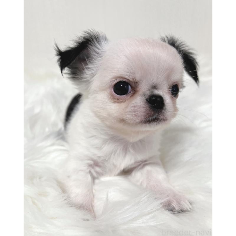 販売中の広島県のチワワ(ロングコート)-446367の5枚目