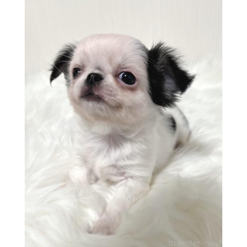 販売中の広島県のチワワ(ロングコート)-446367の4枚目