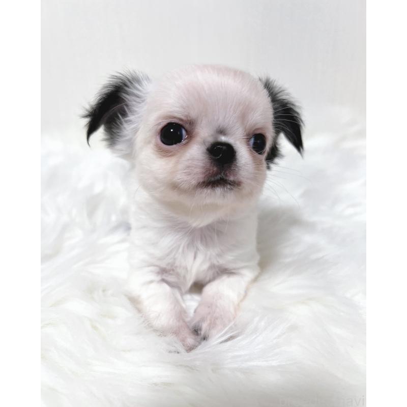 販売中の広島県のチワワ(ロングコート)-446367の3枚目