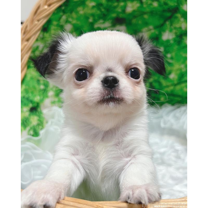 販売中の広島県のチワワ(ロングコート)-446367の2枚目