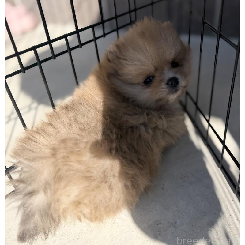 販売中の山梨県のポメラニアン-436994