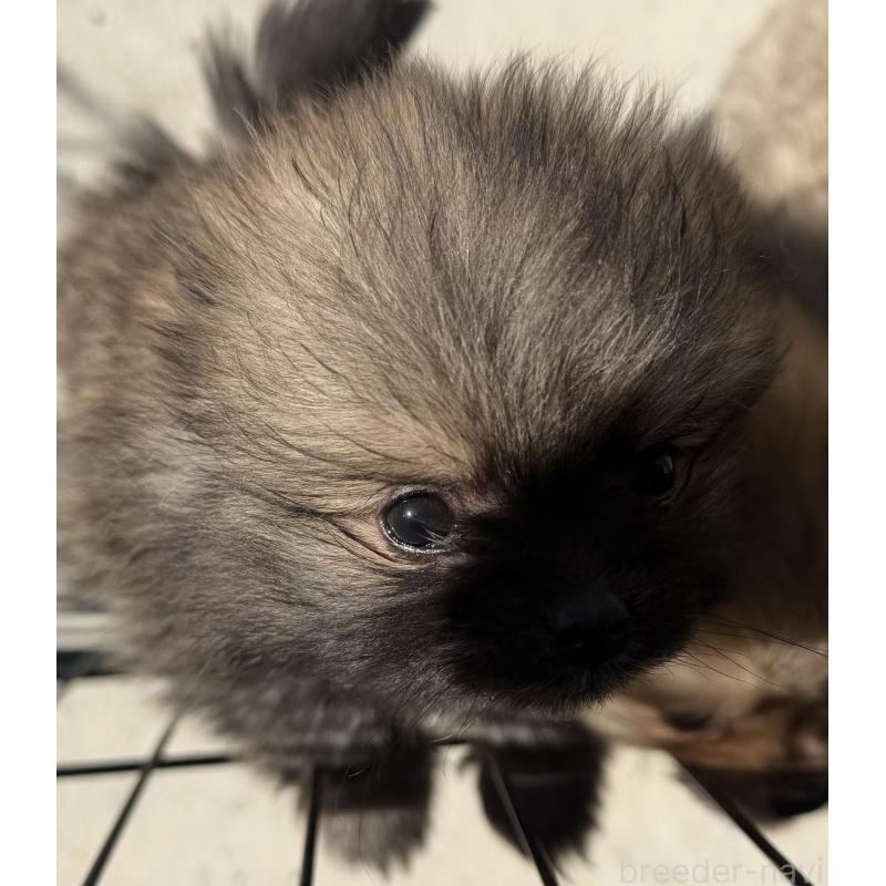 販売中の山梨県のポメラニアン-436993の3枚目