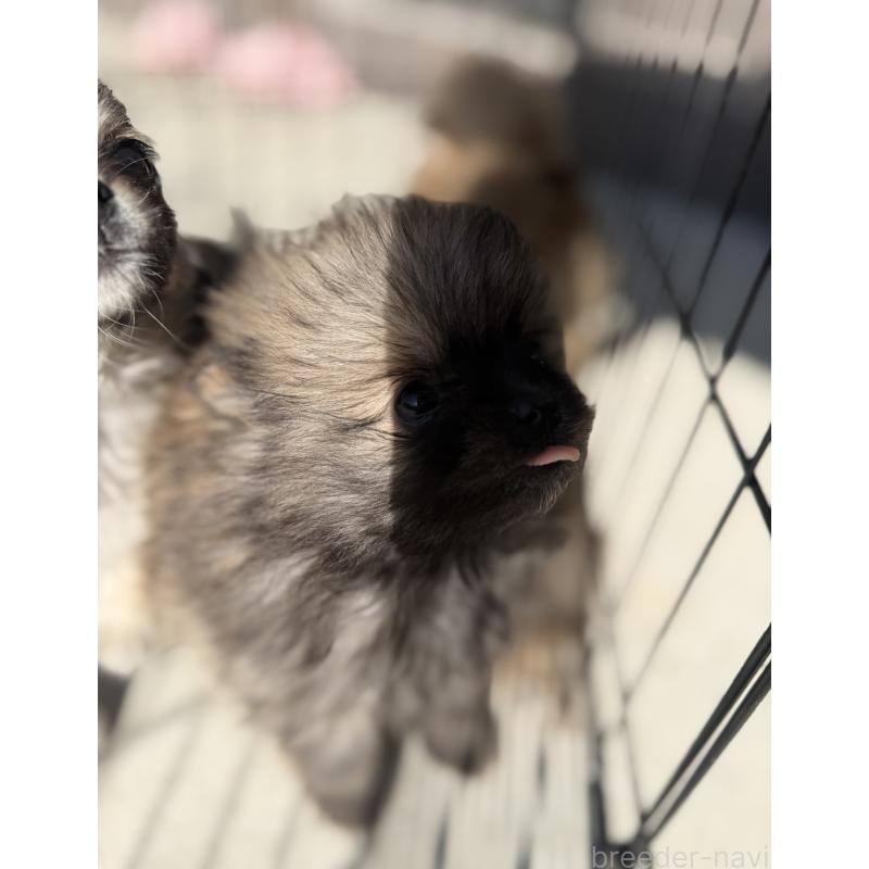 販売中の山梨県のポメラニアン-436993の2枚目