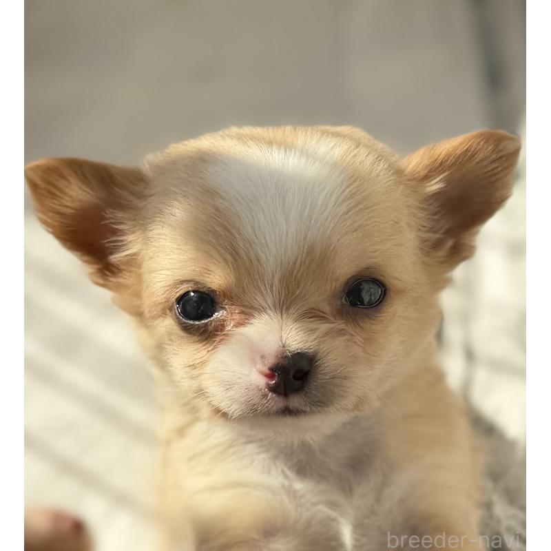 販売中の山梨県のチワワ(ロングコート)-441740