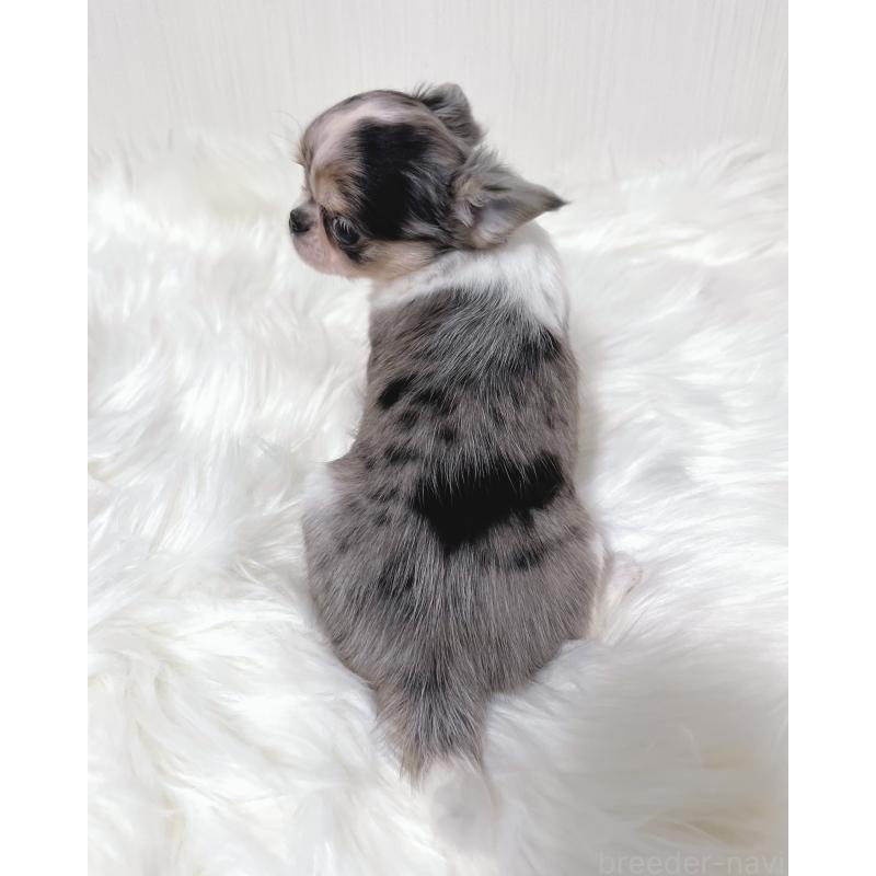 販売中の広島県のチワワ(ロングコート)-446370の9枚目