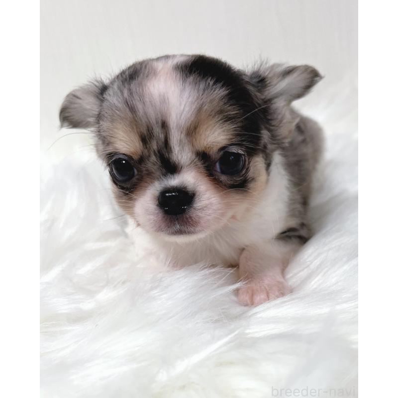 販売中の広島県のチワワ(ロングコート)-446370の6枚目