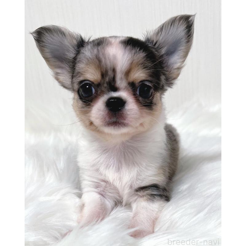 販売中の広島県のチワワ(ロングコート)-446370の5枚目