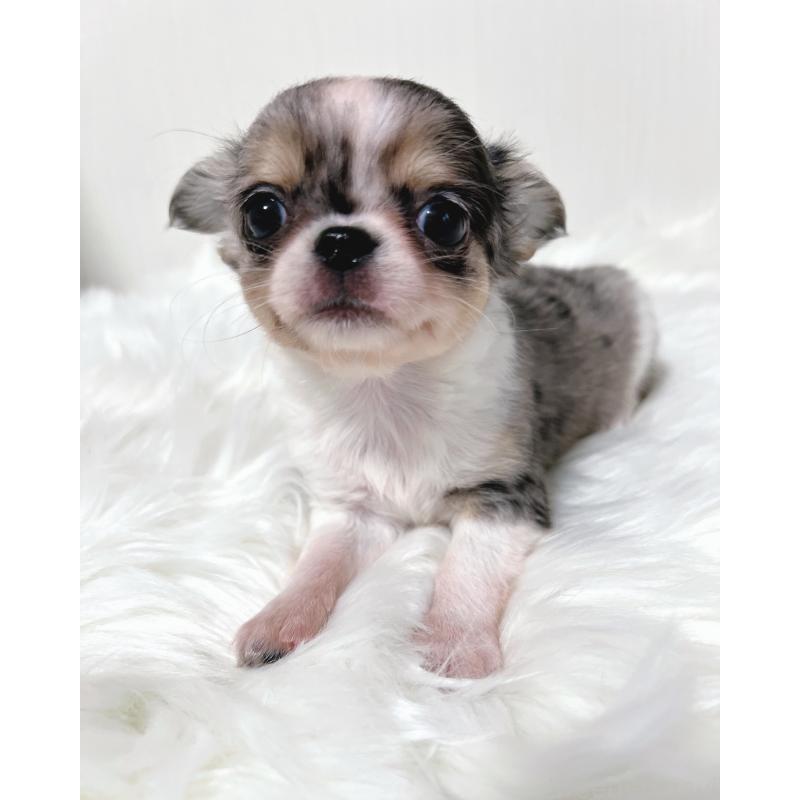 販売中の広島県のチワワ(ロングコート)-446370の4枚目