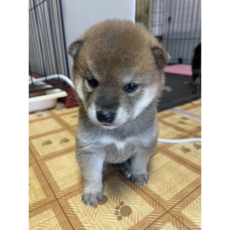 販売中の茨城県の柴犬-446369の3枚目