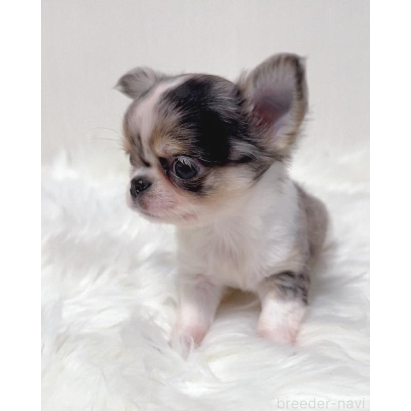 販売中の広島県のチワワ(ロングコート)-446370の3枚目