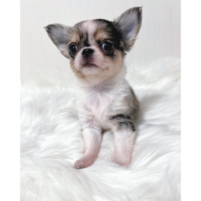 販売中の広島県のチワワ(ロングコート)-446370の2枚目