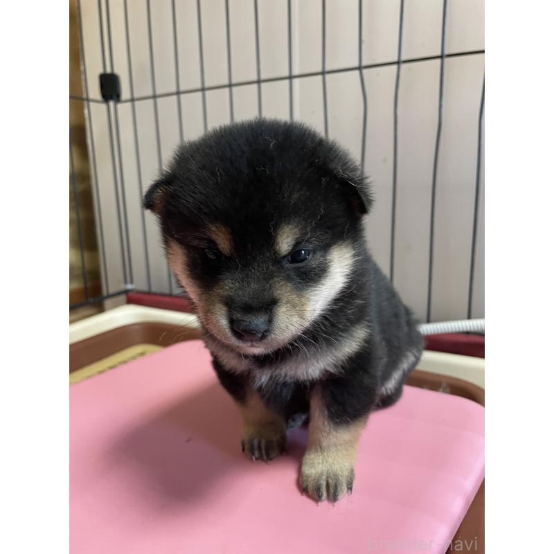 販売中の茨城県の柴犬-446371の3枚目