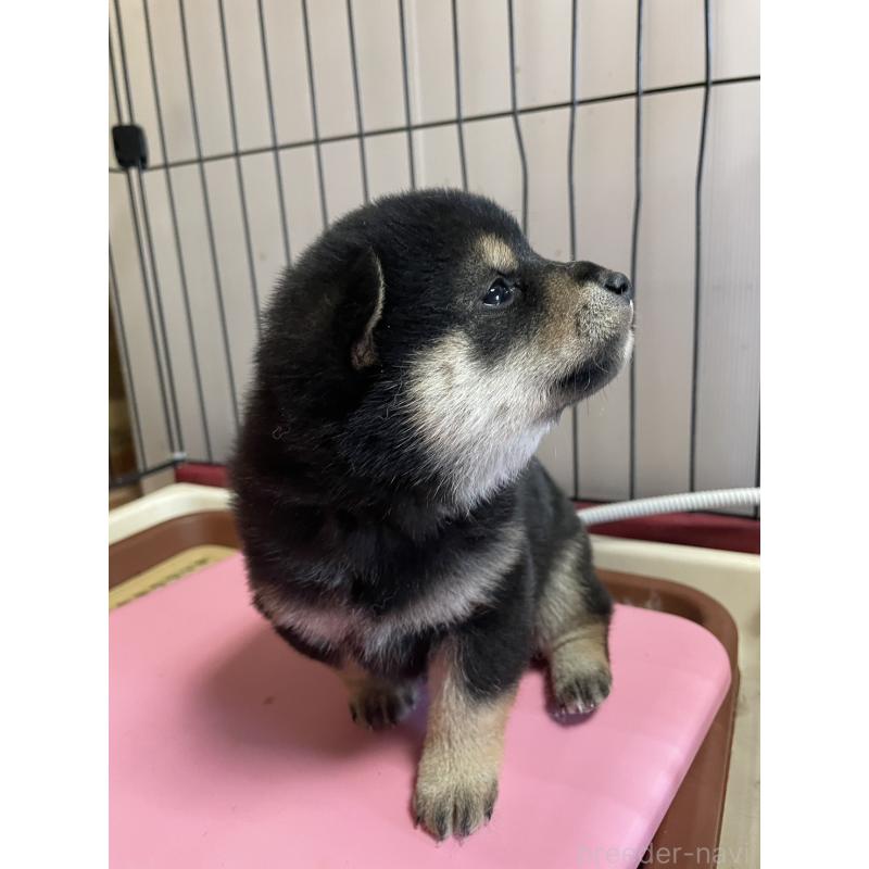 販売中の茨城県の柴犬-446371の2枚目