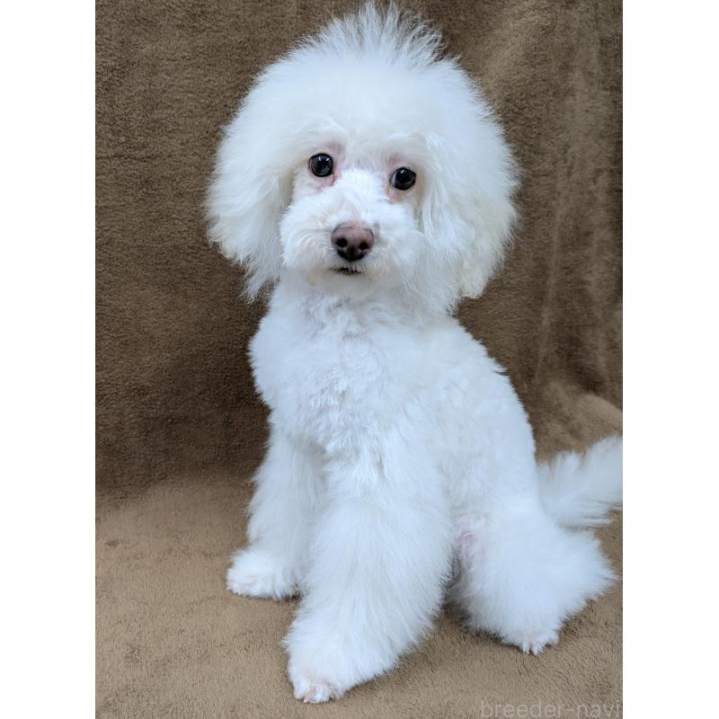 販売中の滋賀県のトイプードル-437499の8枚目