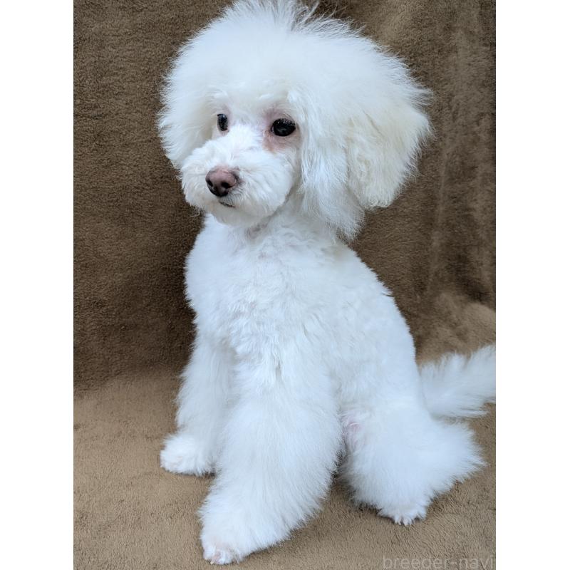 販売中の滋賀県のトイプードル-437499の6枚目