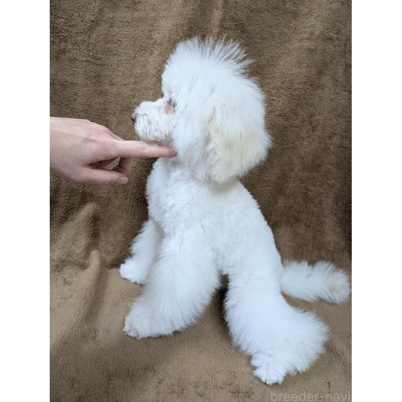 販売中の滋賀県のトイプードル-437499の4枚目