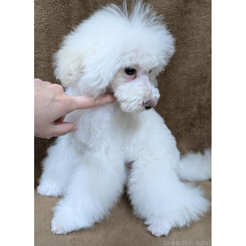 販売中の滋賀県のトイプードル-437499の3枚目