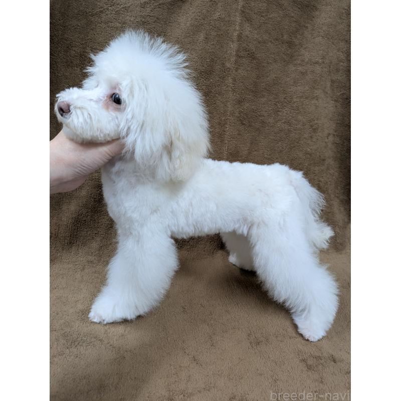 販売中の滋賀県のトイプードル-437499の2枚目