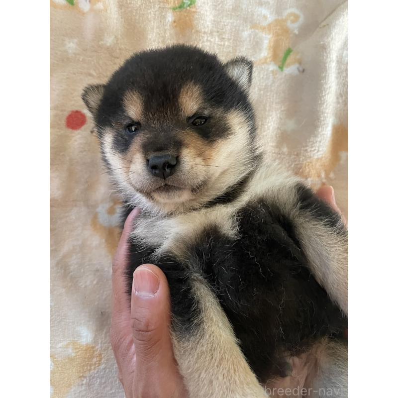 販売中の茨城県の柴犬-446372の3枚目