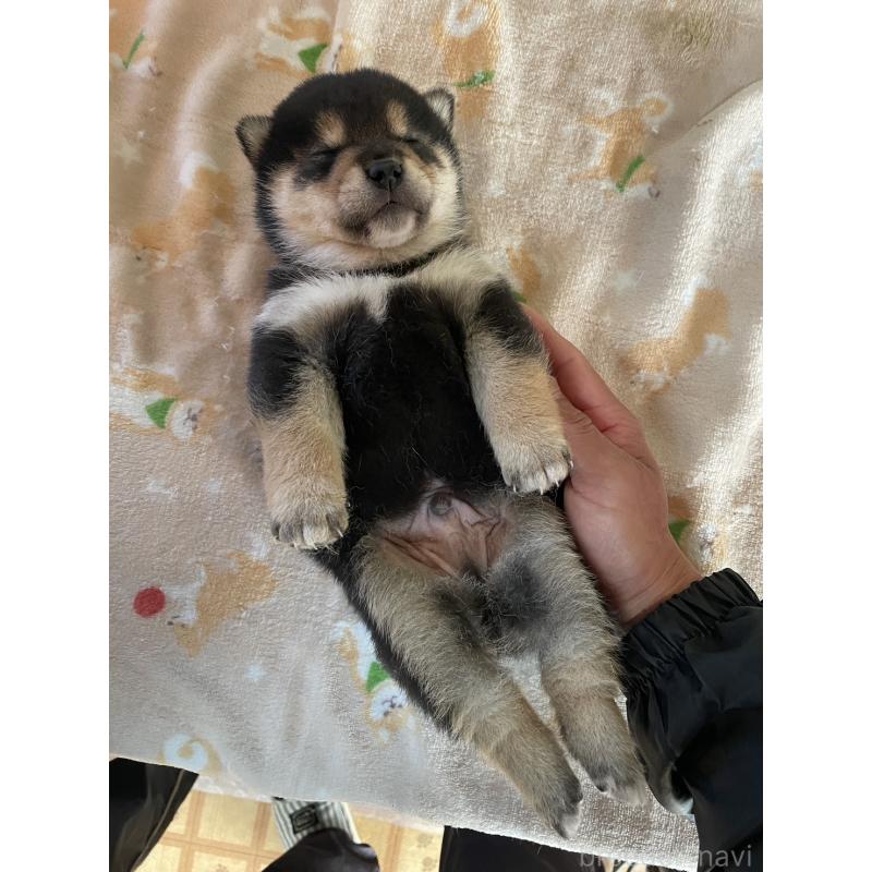 販売中の茨城県の柴犬-446372の2枚目