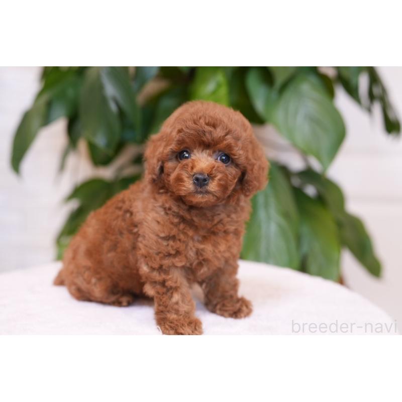 販売中の神奈川県のタイニープードル-446374の2枚目