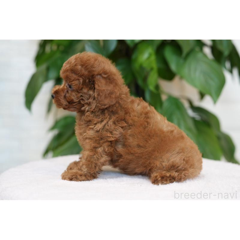 販売中の千葉県のタイニープードル-446375の4枚目