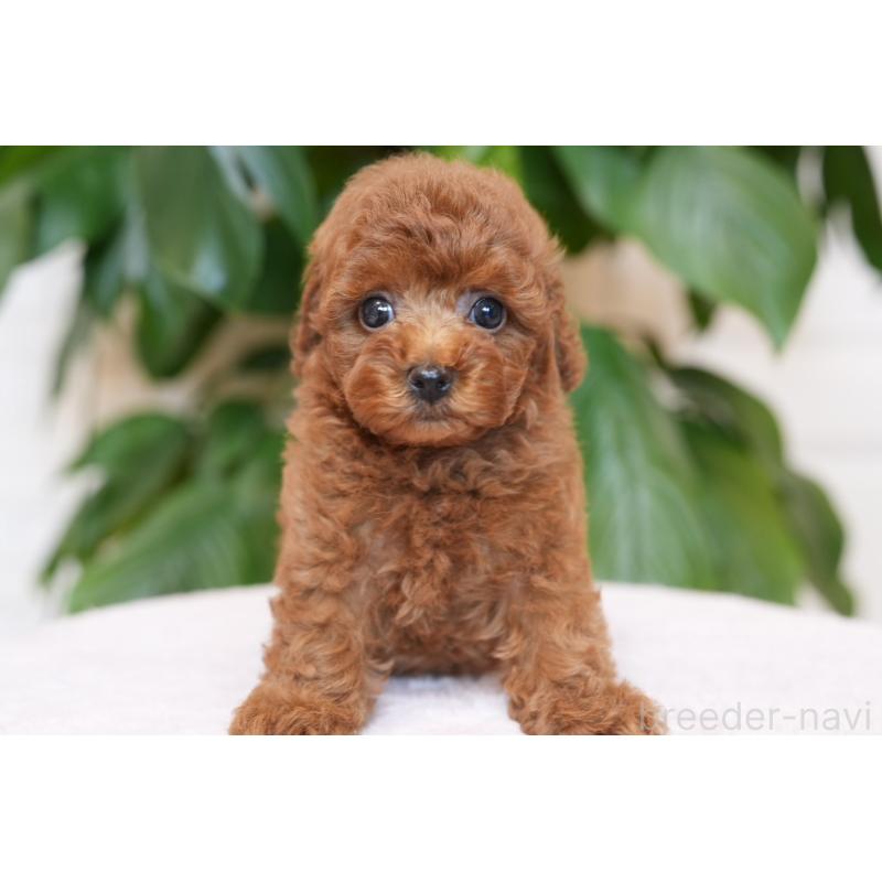 販売中の千葉県のタイニープードル-446375の3枚目