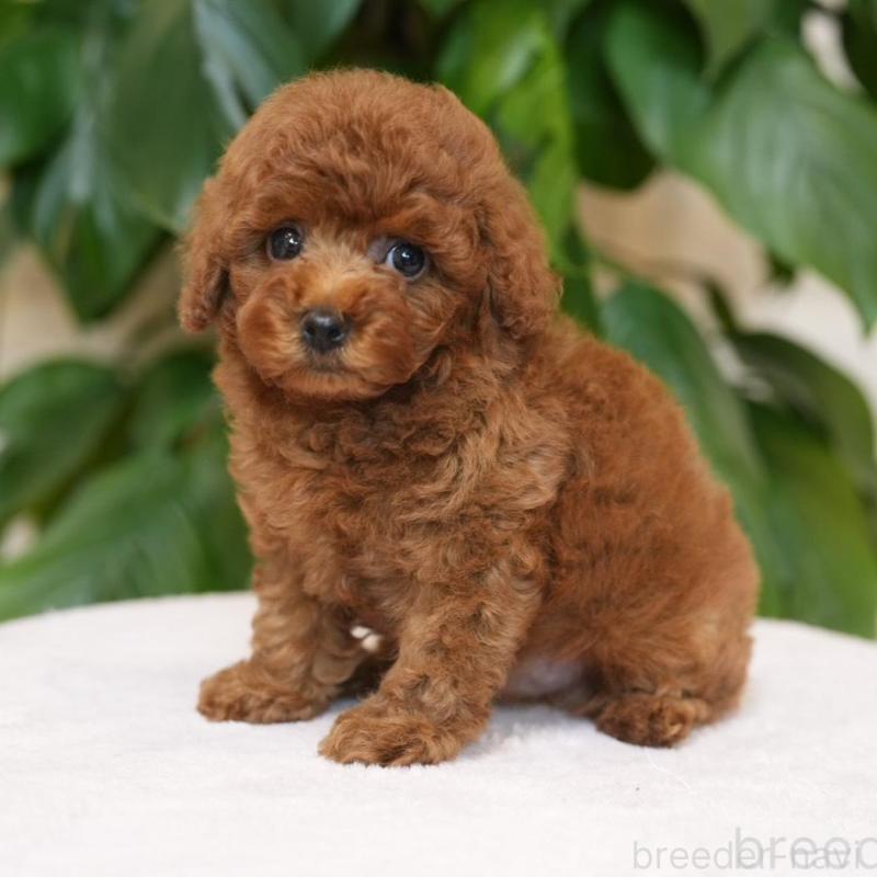 販売中の千葉県のタイニープードル-446375の1枚目